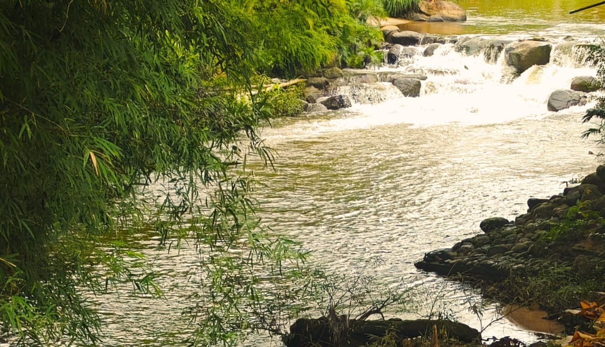 Forest stream
