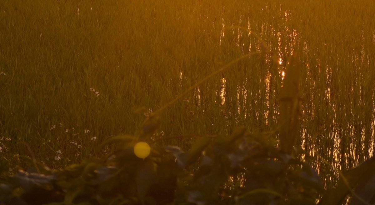 Golden light through the jungle